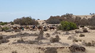 GC-Camello Safari (Maspalomas)-33.jpg